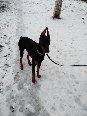 Dog Photo