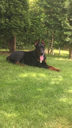 Dog Photo
