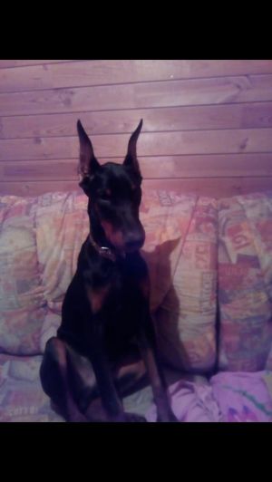 Dog Photo