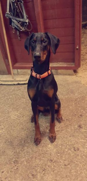 Dog Photo