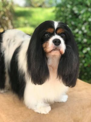 Dog Photo