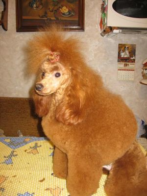 Dog Photo
