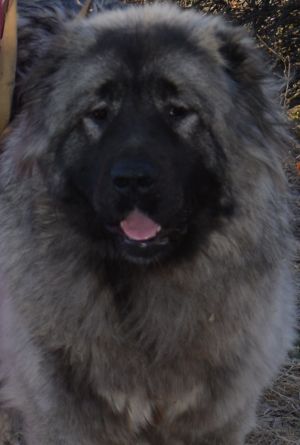 Dog Photo