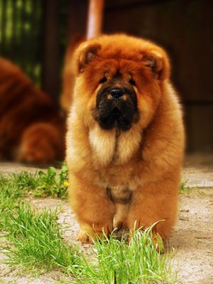 Dog Photo