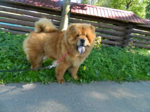 Dog Photo