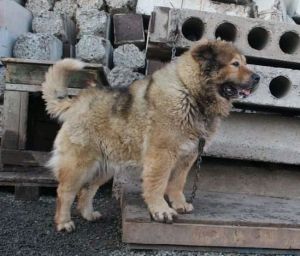 Dog Photo