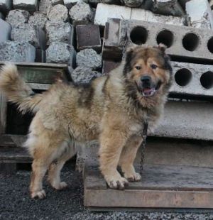 Dog Photo