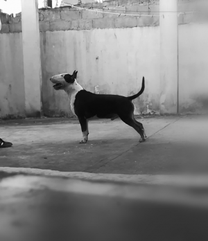 Dog Photo