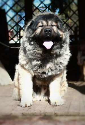 Dog Photo