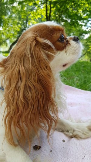 Dog Photo