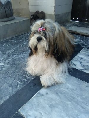 Dog Photo