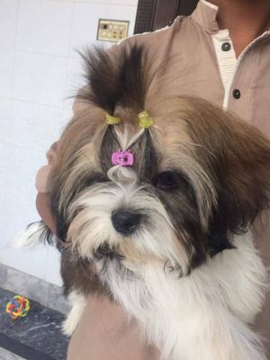 Dog Photo