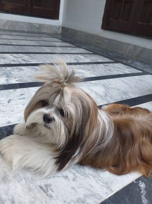 Dog Photo