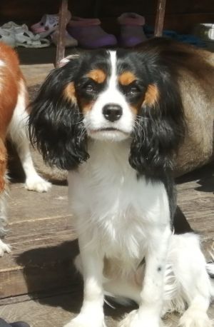Dog Photo