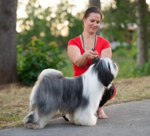 Dog Photo