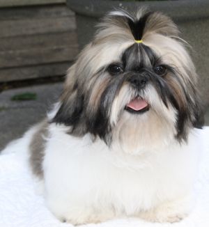 Dog Photo