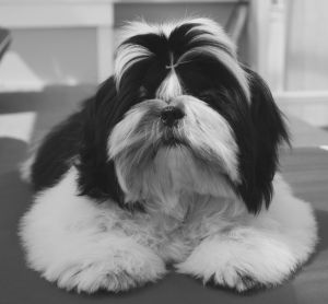 Dog Photo