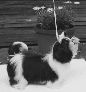 Dog Photo