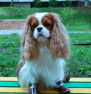 Dog Photo