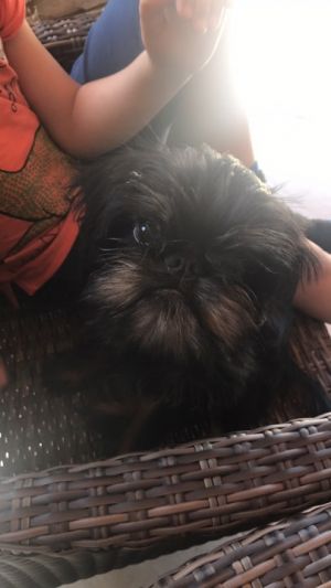 Dog Photo