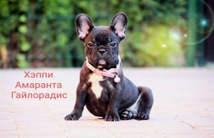 Dog Photo