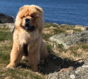 Dog Photo