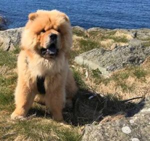 Dog Photo