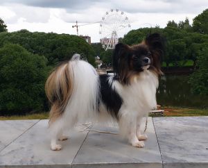 Dog Photo
