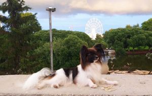 Dog Photo