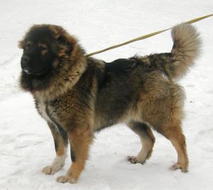 Dog Photo