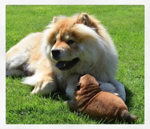 Dog Photo