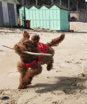 Dog Photo