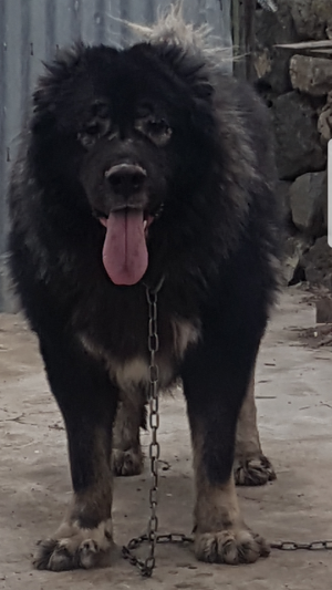 Dog Photo