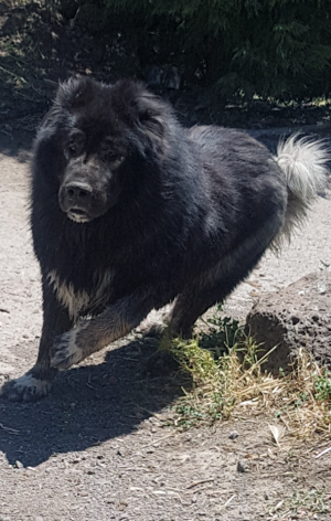 Dog Photo