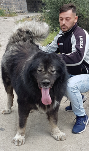 Dog Photo