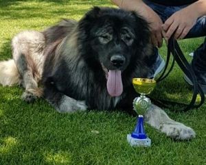 Dog Photo
