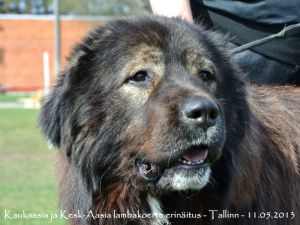 Dog Photo
