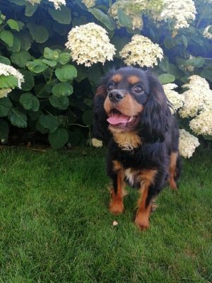 Dog Photo