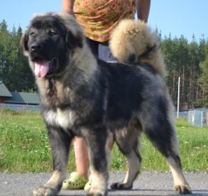 Dog Photo