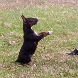 Dog Photo