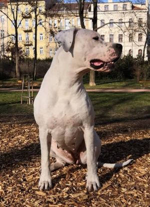 Dog Photo