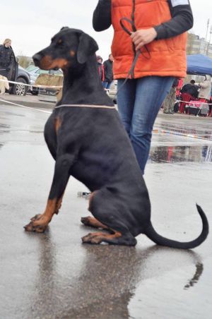 Dog Photo