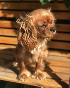 Dog Photo