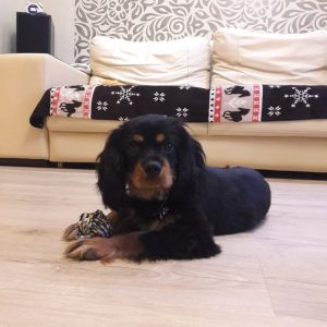 Dog Photo