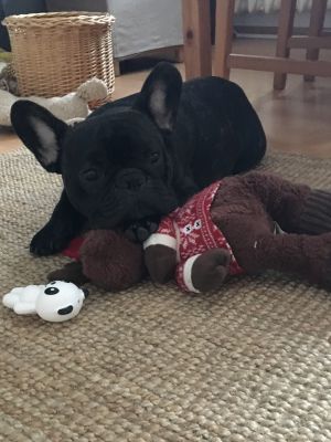 Dog Photo