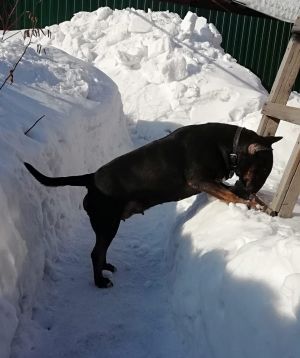 Dog Photo