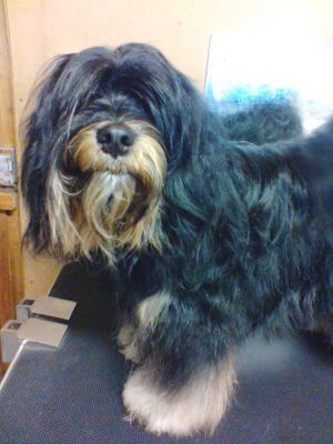 Dog Photo