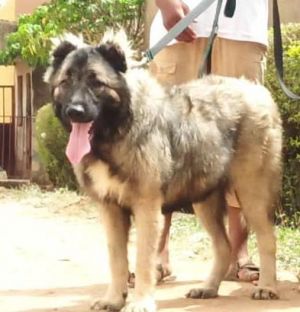 Dog Photo