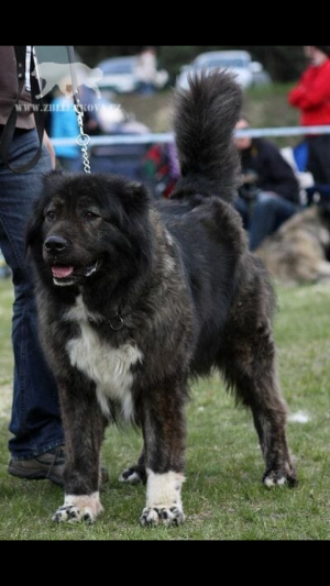 Dog Photo