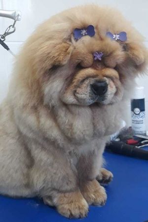 Dog Photo
